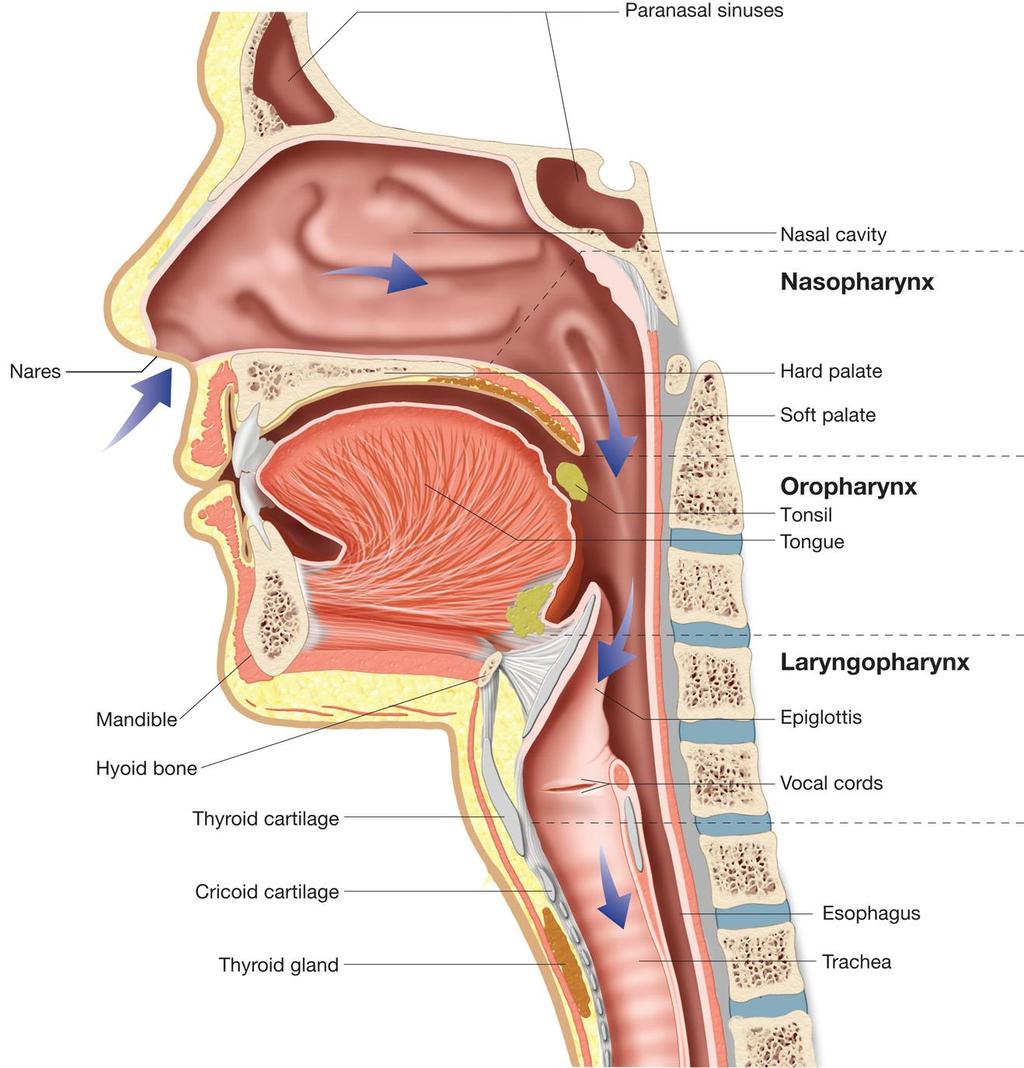 Respiratory System - Nasal Cavity Air enters through the nasal cavity 32oC Functions: - Hair filters out
