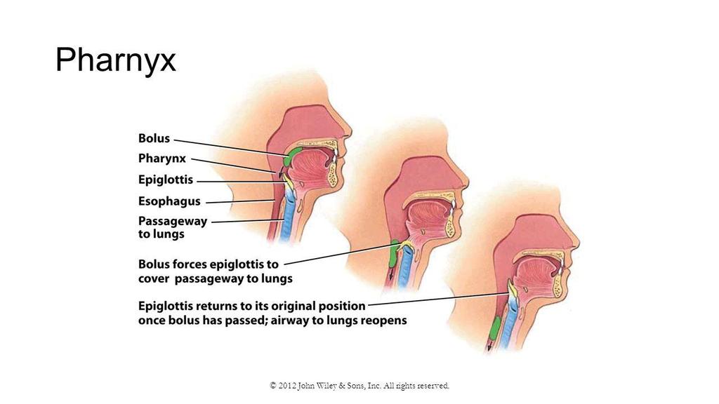 Respiratory System - Pharynx Pharynx: cavity at the back of the mouth - leads to the esophagus