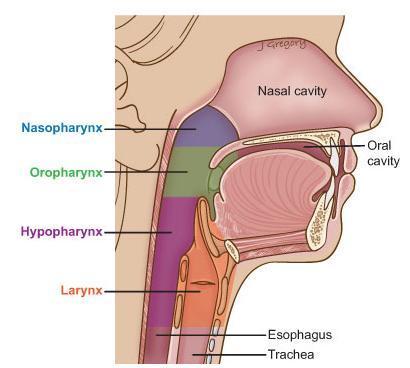Respiratory System - Larynx