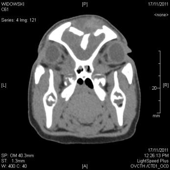 Figure 5.10 Computed tomography scan image of piglet euthanized with the Zephyr-E.