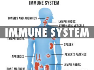 Consider Immune System s Status when Evaluating Cortisol Inflammatory/immune testing: hs- CRP, Myeloperoxidase (MPO), fibrinogen Antibodies: thyroid, food (IgE and