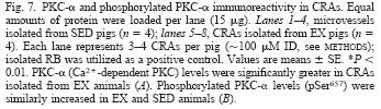 However, in exercised pigs, PKC- α