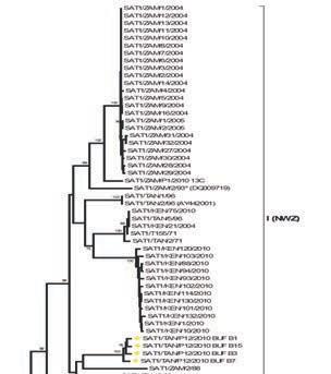 Phylogenetic tree:
