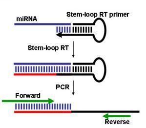 microrna expression profiling stem-loop megaplex reverse transcription using 2 ng total RNA limited-cycle pre-amplification qpcr
