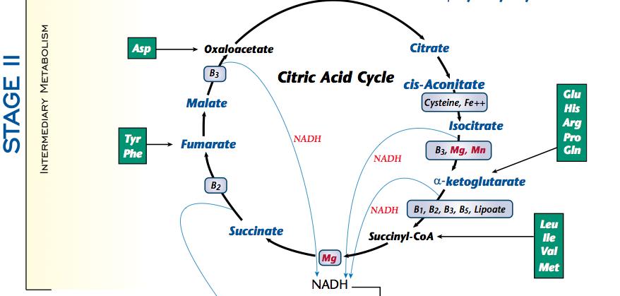 Stage II It s important to understand that the CAC is going on inside mitochondria.