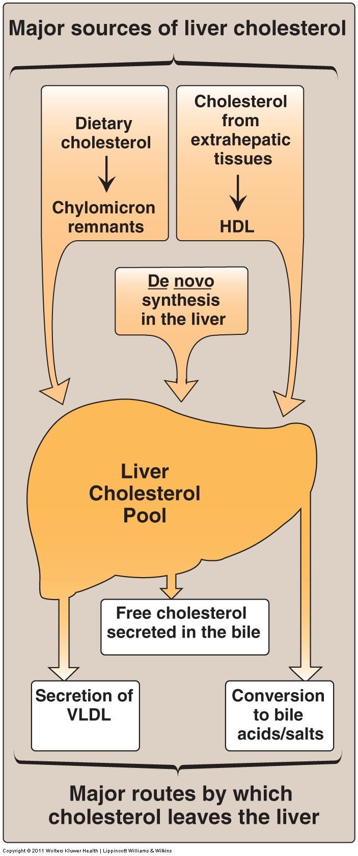 Major sources of liver cholesterol 1.