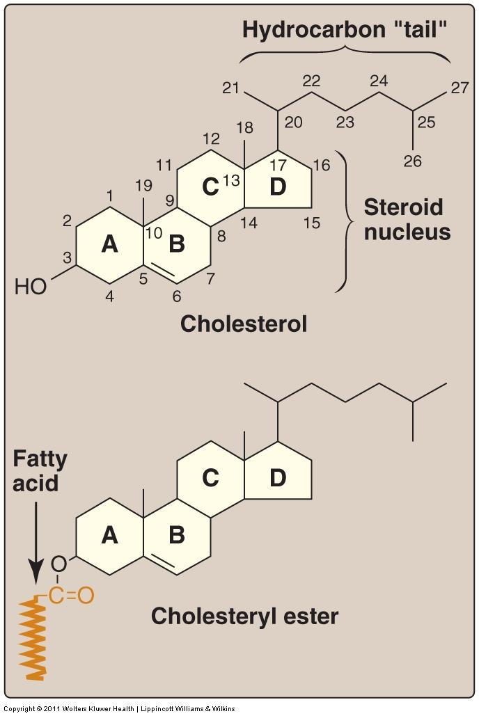 Structure of Cholesterol 1.