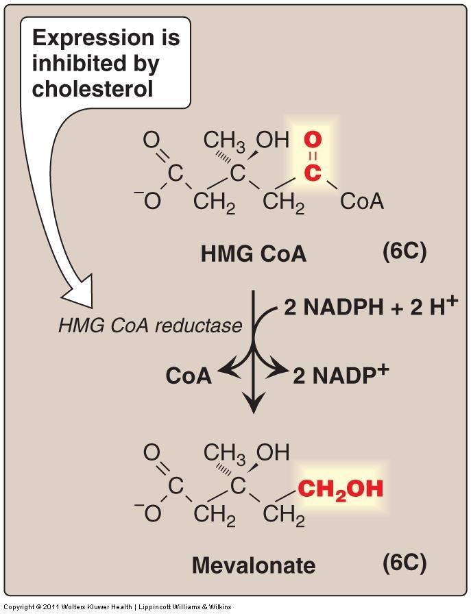Synthesis of Cholesterol Cholesterol is synthesized in the cytoplasm. B. Synthesis of mevalonate Reduction of HMG CoA to mevalonate. It is catalyzed by HMG CoA reductase.