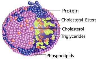Lipoproteins Lipids are not water soluble so lipids transported in the plasma in association with apoproteins.