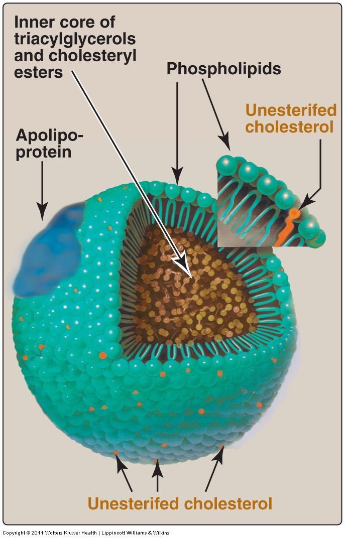 Structure of typical lipoprotein particle Lipoproteins consist of Non-polar lipid core (triglyceride and cholesteryl esters) surrounded by Polar lipid surface (phospholipids, apolipoproteins,