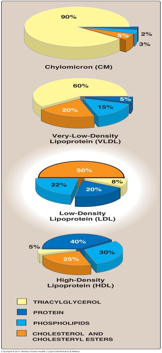 Composition of Lipoproteins Lipoproteins are classified on the basis of their densities to: 1. Chylomicrons.