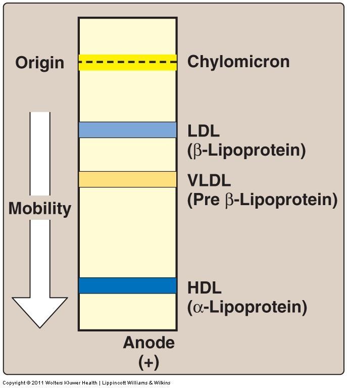 Plasma lipoproteins can be separated on the basis of their electrophoretic mobility, as shown in Figure 18.