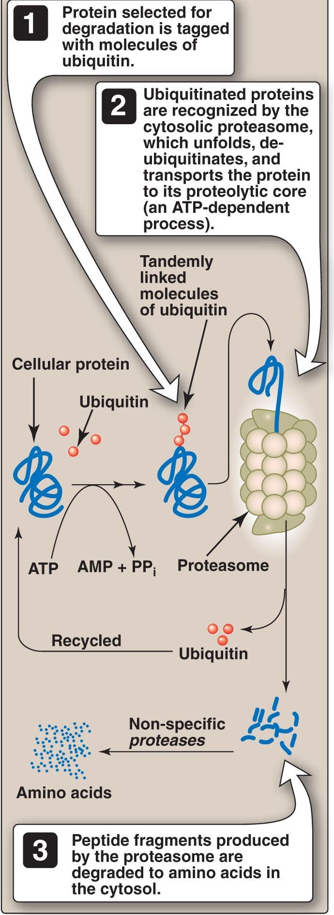 Ubiquitin-proteasome proteolytic pathway: Damaged Proteins in cell or unneeded protein degraded by the ubiquitin-proteasome system by: Protein Ubiquitination that is means addition of ubiquitin to