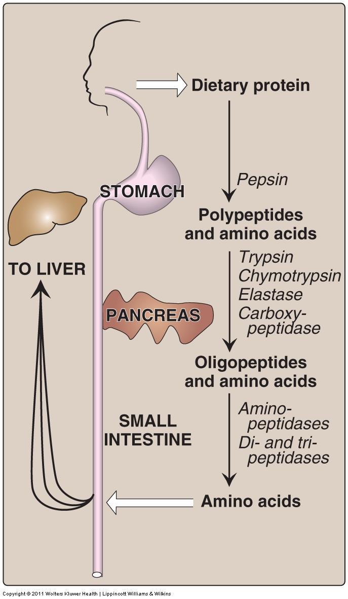 Digestion of dietary protein Proteolytic enzymes responsible for degrading proteins. Digestion gastric secretion (stomach): 1.