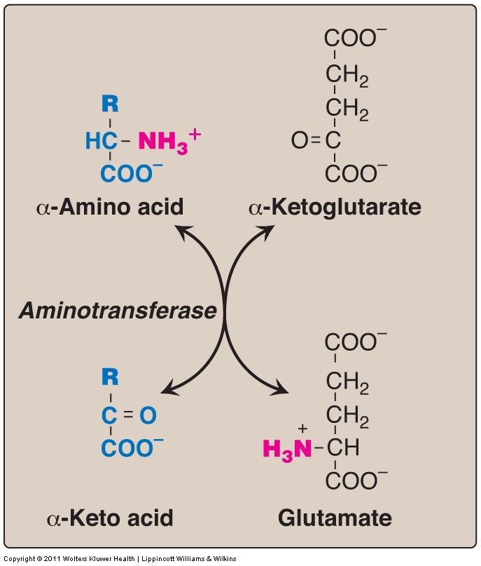Removal of nitrogen from amino acids: The catabolism of most amino acids is the transfer of their α-amino group to α-