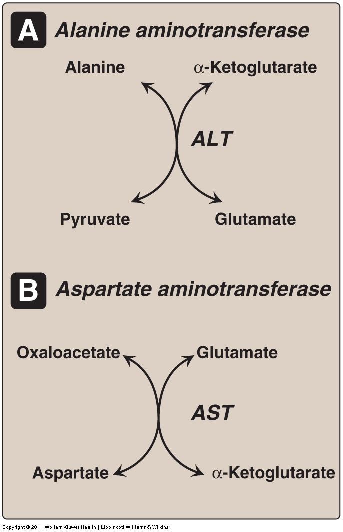 Removal of nitrogen from amino acids (IN CYTOSOL): The first phase of catabolism involves the transfer of the α-amino groups by Pyridoxal phosphate (PLP) dependent transamination.