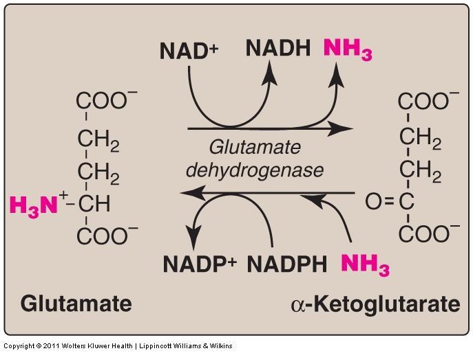 reactions) Deamination of glutamate: (reversible مهم oxidative deamination of glutamate by glutamate dehydrogenase, forming ammonia and converted glutamate to α-ketoglutarate.