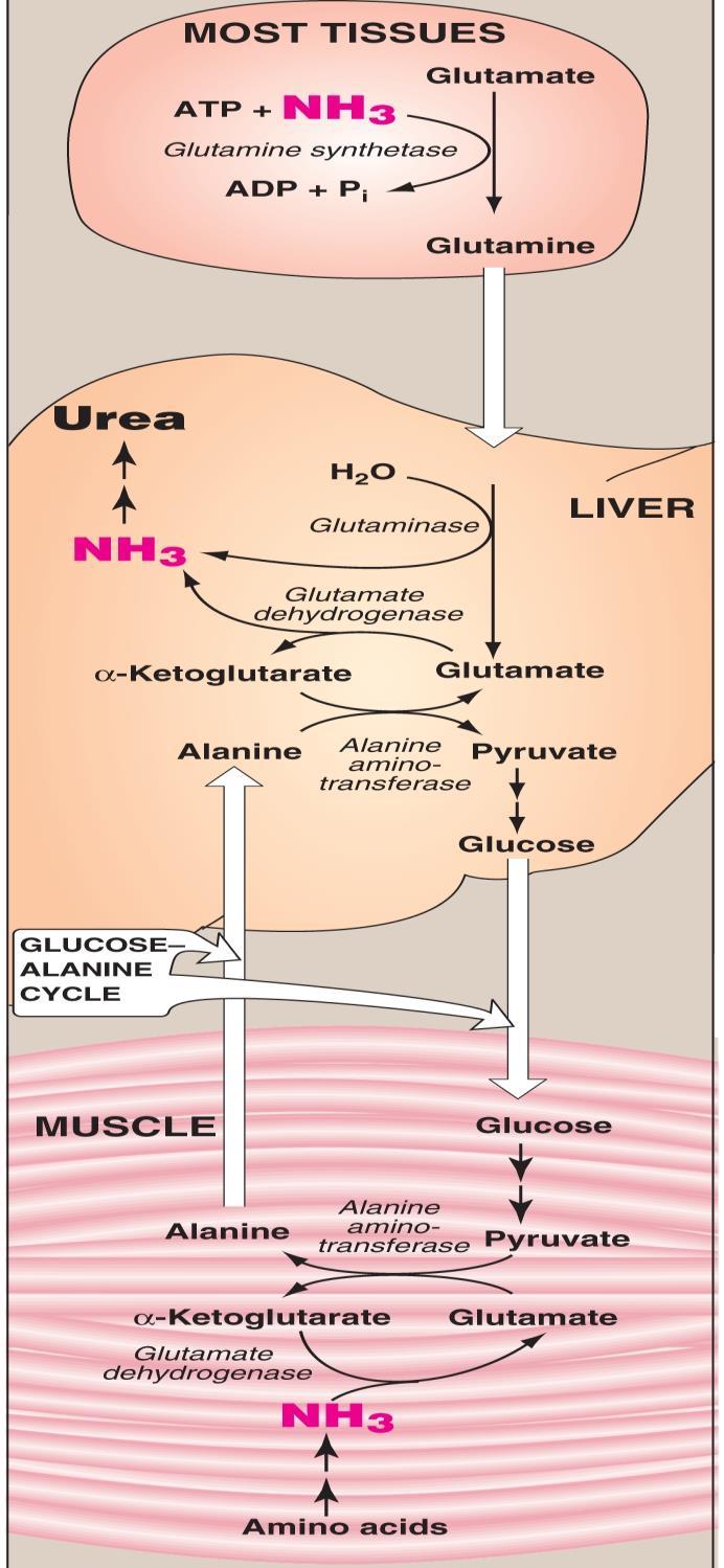 Transport of ammonia to the liver Two mechanisms are available for transport of ammonia: Theمهم First: Ammonia transport from peripheral tissues to the liver as glutamine: By glutamine synthetase