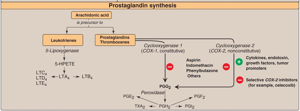Synthesis of prostaglandins and thromboxanes PGH2 is converted to