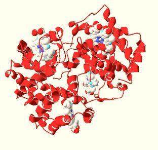 Hemoglobin degradation Goldberg, PNAS 2006 - A massive catabolic process.