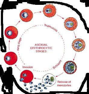 Plasmodium falciparum erythrocytic stages