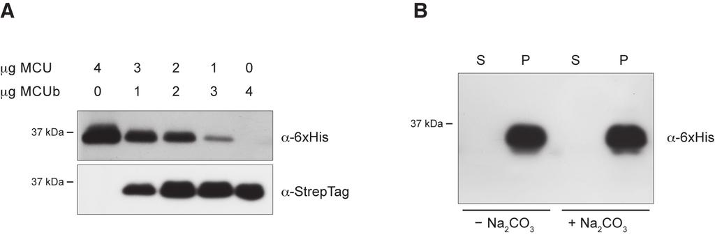 Supplementary Figure 4 Supplementary Figure 4. (A) MCU/MCUb proteoliposomes. MCU and MCUb were in vitro expressed by using different plasmidic DNA ratios and incorporated into proteoliposomes.
