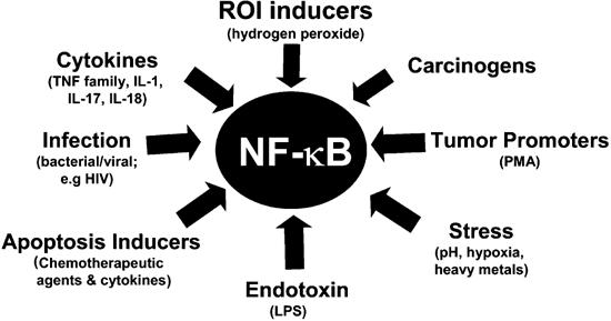 Factors that induce NFκB Reactive Oxygen Species (ROS) Leukemia