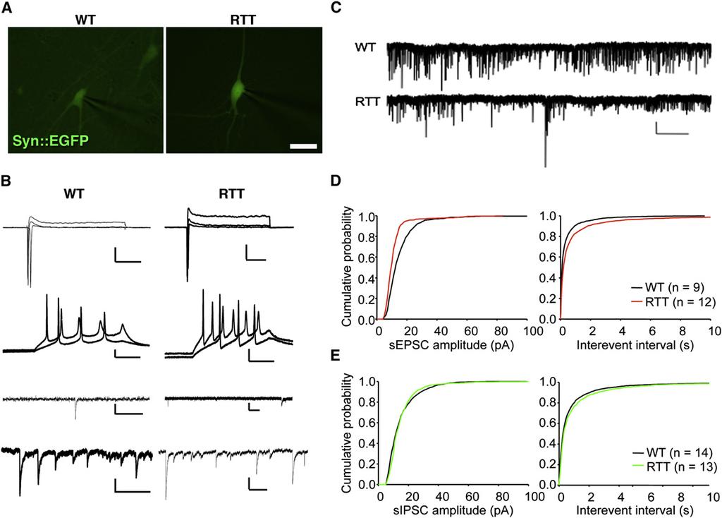 Figure 6. Decreased Frequency of Spontaneous Postsynaptic Currents in RTT Neurons (A) Fluorescence micrographs of representative WT and RTT neurons. The scale bar represents 10 mm.