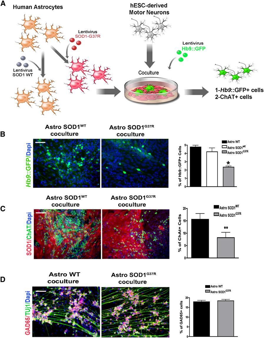 Cell Stem Cell Human SOD1 G37R -Expressing Astrocytes Kill Motor Neurons Figure 2.
