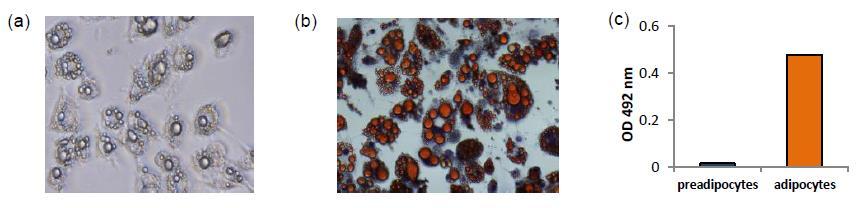 (c) Quantification of Oil Red O staining in preadipocytes and adipocytes.