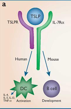 Function of Thymic stromal lymphopoietin (TSLP ) E-12 Induction of T H 2-