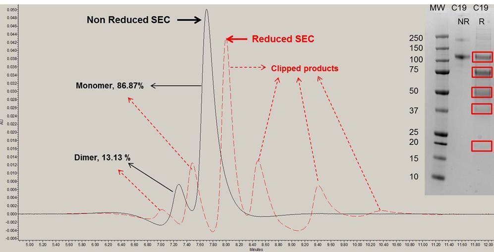 SEC and SDS-PAGE to estimate 1086.C gp120 clipping MW = Molecular weight marker; NR = non-reduced; R= Reduced; C19 = Batch # 1086.