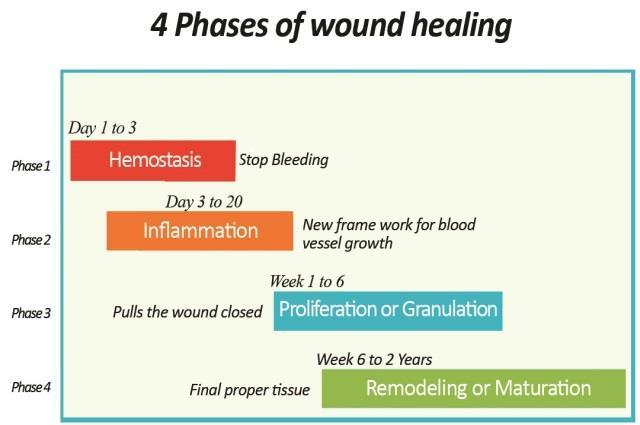 British Columbia Provincial Nurses Skin and Wound Committee Education Module: Conservative Sharp Wound Debridement SECTION A: THEORY WOUND HEALING PROCESS 22 Wound healing is a normal biological