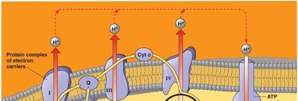 H+ across the membrane ATP synthase is the only route through the membrane (for H+) Certain members of the electron transport chain accept
