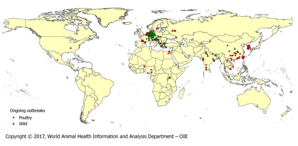 5. Global maps of ongoing outbreaks and special focus on the most reported strains Figure 2.