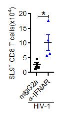 LNs Supplementary Figure 3. IFNAR1 blockade rescues human HIV-specific CD8 T cell number during persistent infection in humanized mice. Humanized mice were treated as in figure 5C.