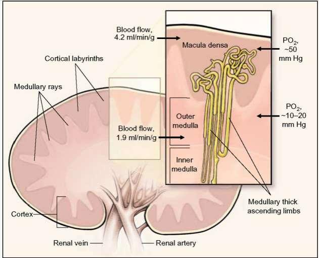 Anatomical and Physiologic Features of the Renal Cortex and Medulla