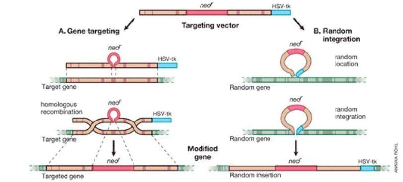 The Targeting Vector (DNA Construct) 1. Homologous DNA that matches the gene (orange) orange 2.