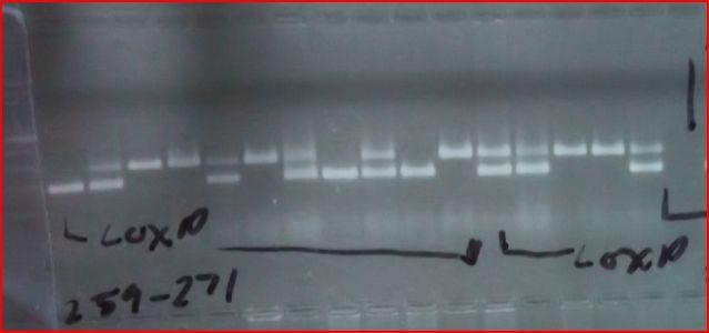 Gel Image 500 bp Altered gene at 300 BP 100 bp Wild type at 200 BP Control Lane (far right) Molecular Ladder The altered gene is bigger than(more base pairs) the wild type due to the addition of the