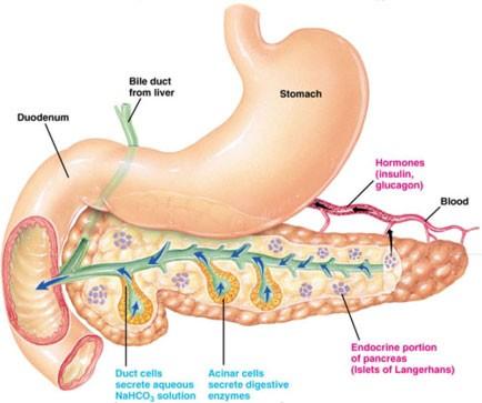 produced by epitheleal duct cells secreted through ducts into digestive tract, accounts for 90% of