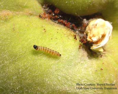 Peach Twig Borer (PTB) A gelechiid moth feeds on shoots and fruit. Spring population more spread out than CM.