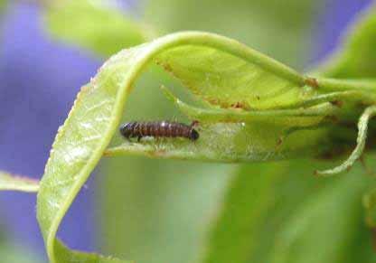 In spring, as leaf and flower buds open, the PTB larvae emerge to feed on young