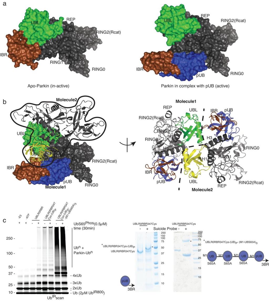 Supplementary Figure 2 Phosphoubiquitin binding to Parkin reveals cryptic ubiquitin-binding sites. a) Comparison of apo structure of UBLR0RBR (left) with UBLR0RBR-pUb complex (right).