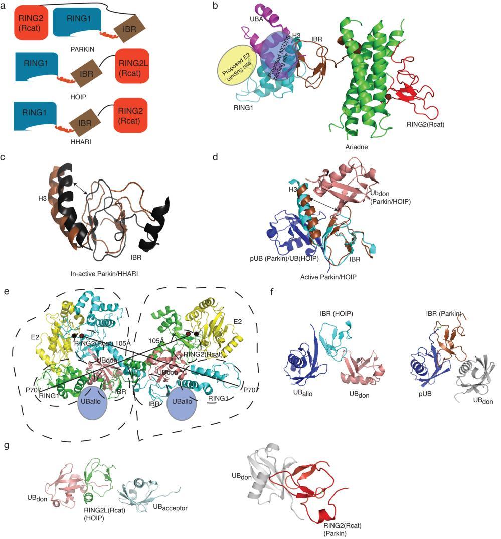 Supplementary Figure 5 Arrangements of domains in RBR modules suggest a common mode of regulation whereby the IBR and RING2(Rcat) of RBRs recruit multiple ubiquitin-like molecules.