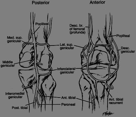 Anatomy Targeted Nerves: Superior Lateral Genicular Nerve,