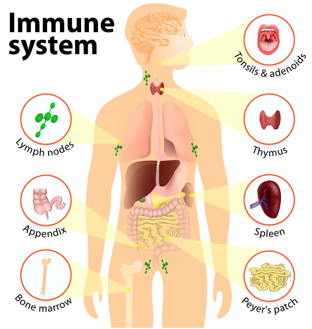 How Does your Immune System Work? Your body makes proteins called antibodies that destroy abnormal or foreign cells.