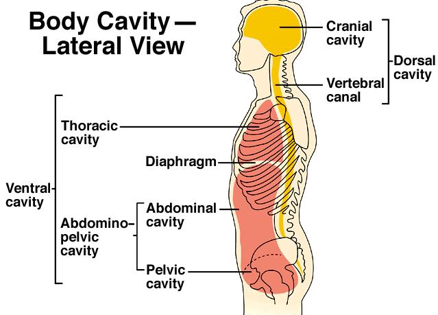 4. Body cavities - 2 major cavities: a) Ventral cavity - divided by diaphragm into: i) thoracic ii) abdominopelvic abdominal (stomach, liver, gallbladder, sml.