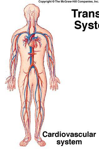 Circulatory System Heart, Vessels, Blood Function =