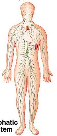 Lymphatic System Connected to blood system.