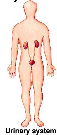Urinary System Kidneys, bladder, ducts Functions =